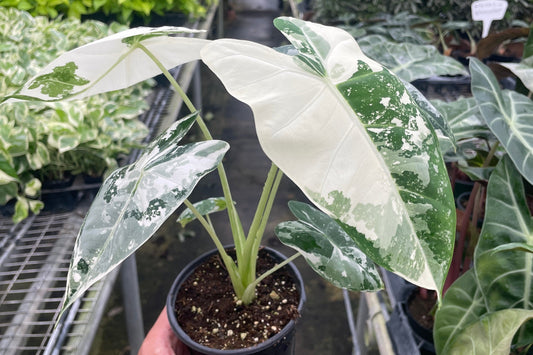 Rare plant Alocasia Micholitziana 'Frydek' Variegated