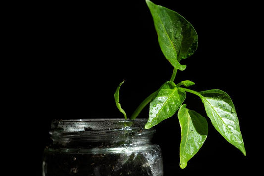 Photo of a rooted plant in a jar waiting on treatment for mealybugs