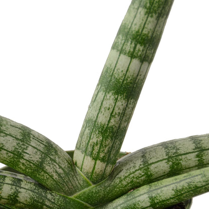 Snake Plant Starfish