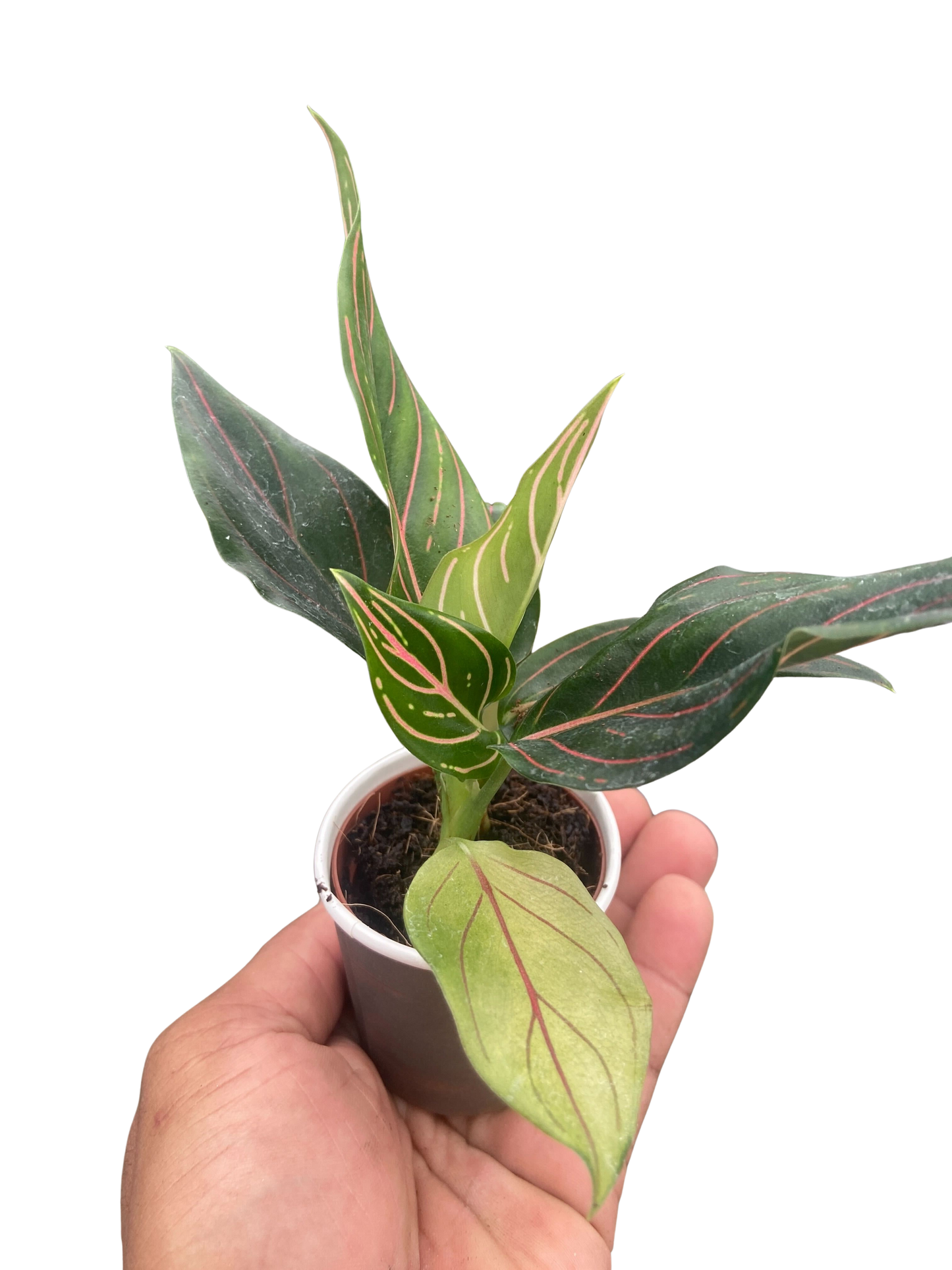 Chinese Evergreen 'Red Vein'