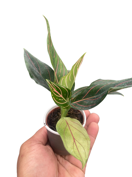 Chinese Evergreen 'Red Vein'