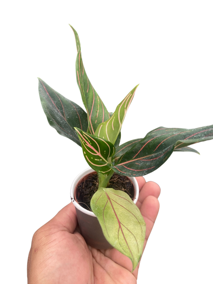 Chinese Evergreen 'Red Vein'