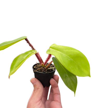 Philodendron 'Squamiferum'