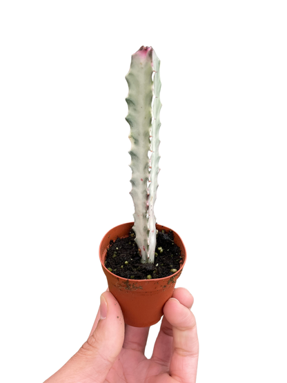 Succulent Euphorbia 'Dragon Bone'