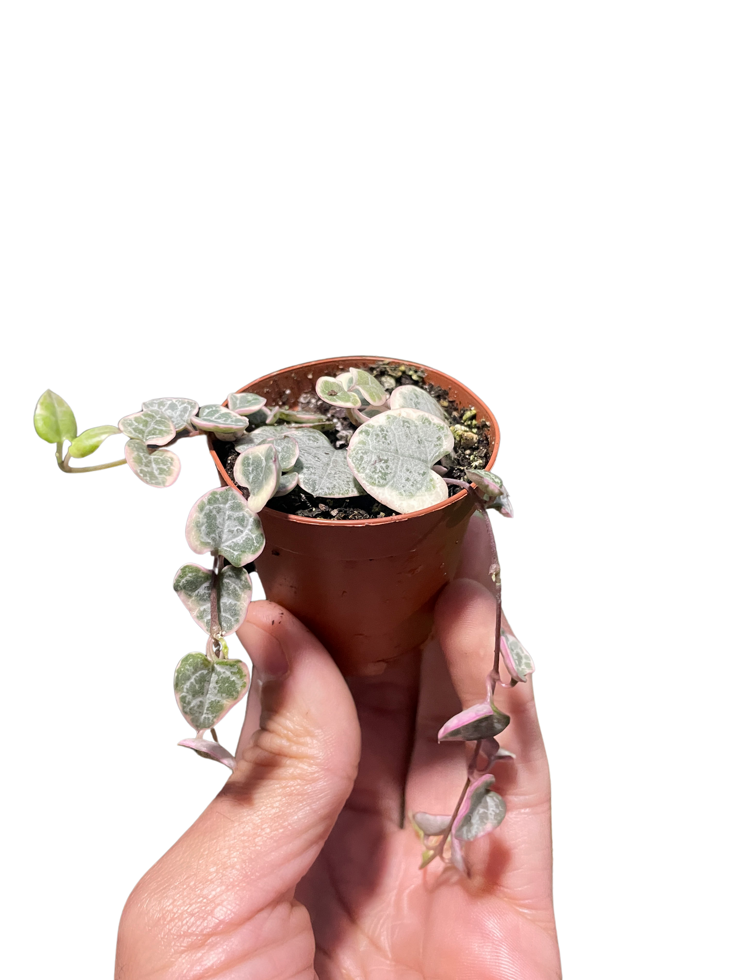 String of Hearts Variegated