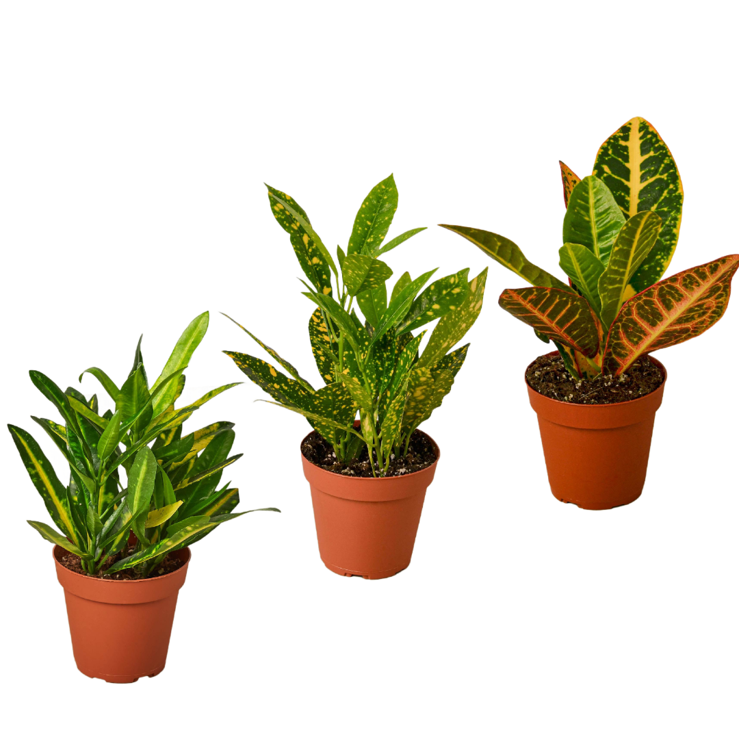 3 Croton Variety Pack / 4" Pot / Live Plant / House Plant