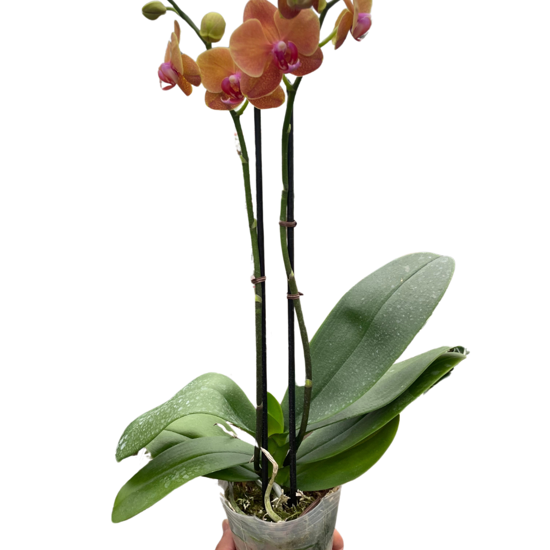 Orchid 'Orange Phalaenopsis'