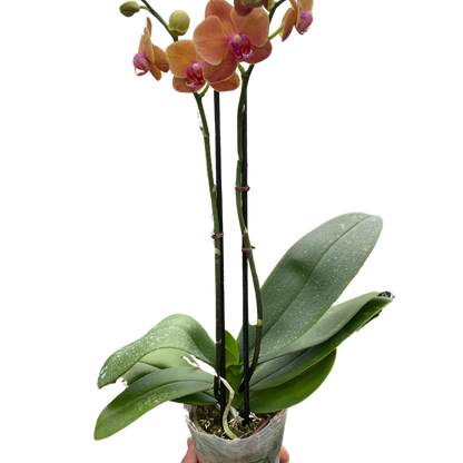 Orchid 'Orange Phalaenopsis'