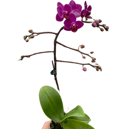 Orchid 'Purple Fucshia Phalaenopsis'