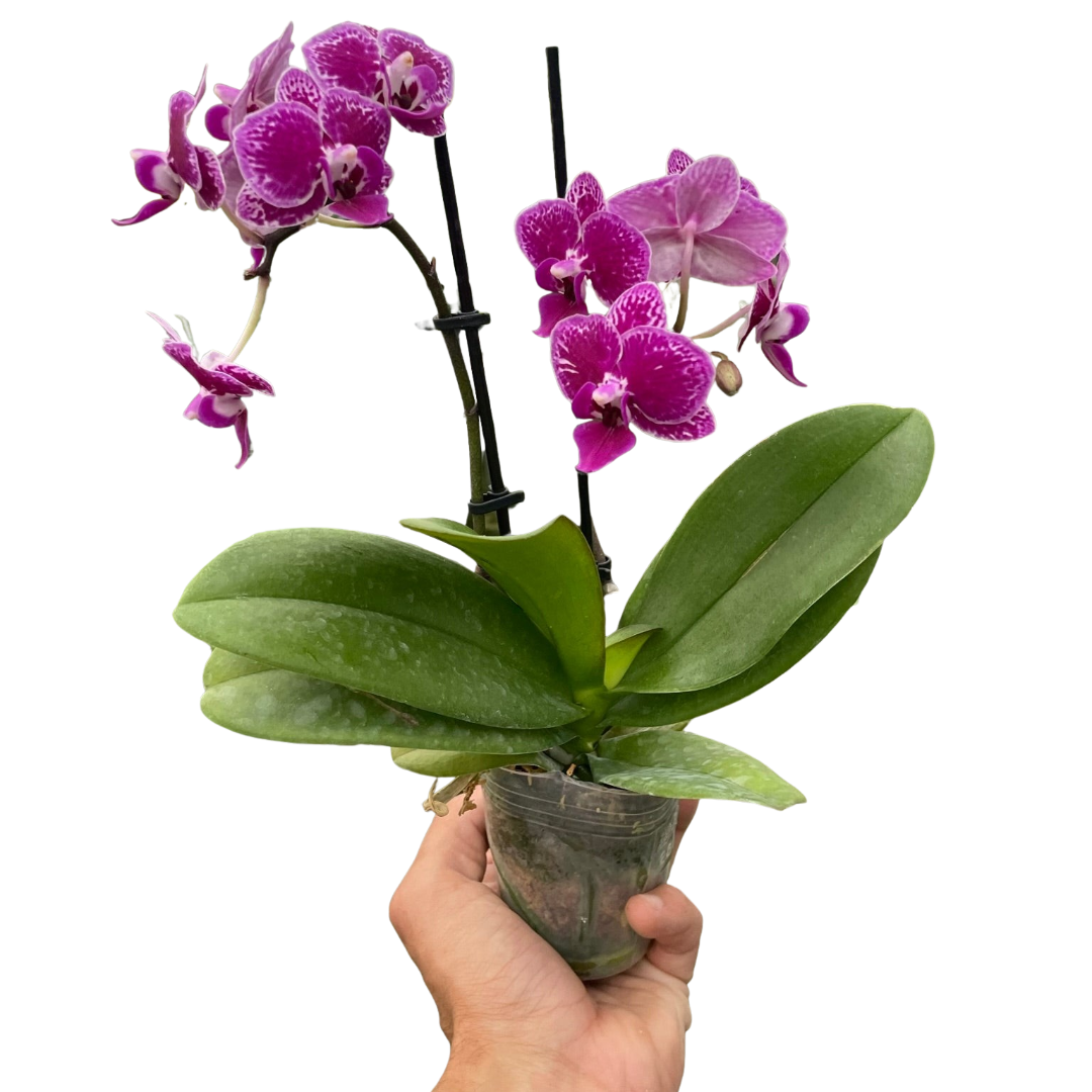 Orchid 'Purple Spotted Phalaenopsis'