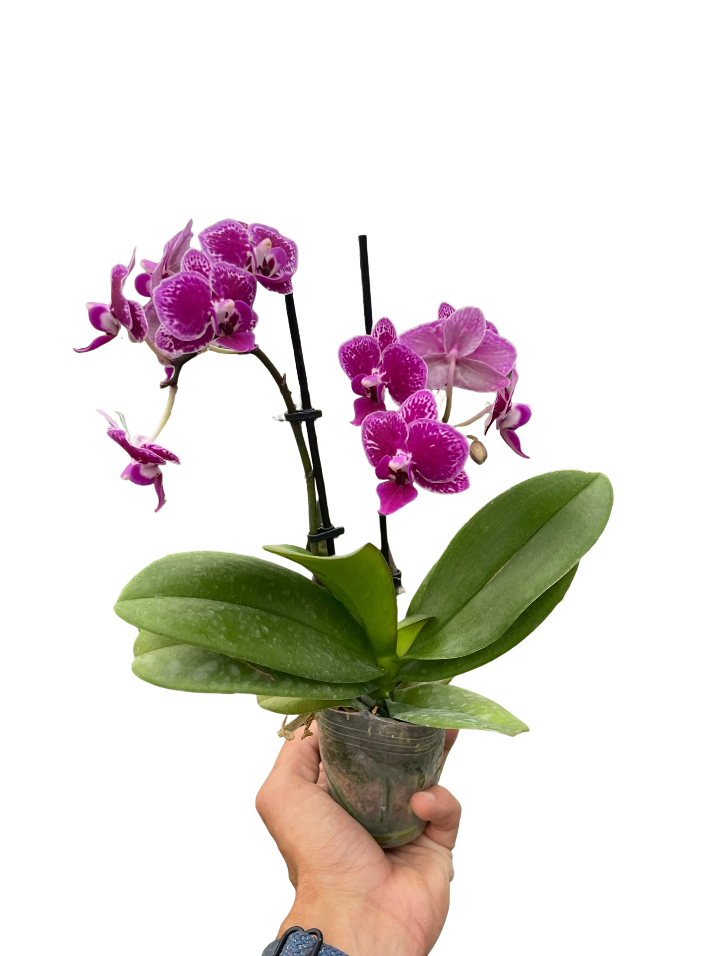 Orchid 'Purple Spotted Phalaenopsis'