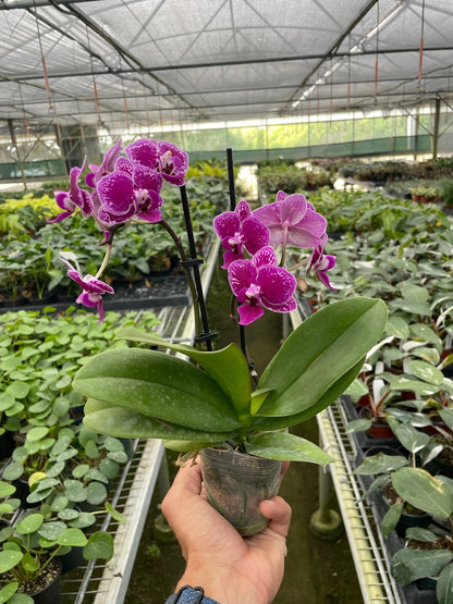 Orchid 'Purple Spotted Phalaenopsis'