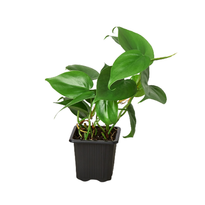 Philodendron Cordatum Heartleaf