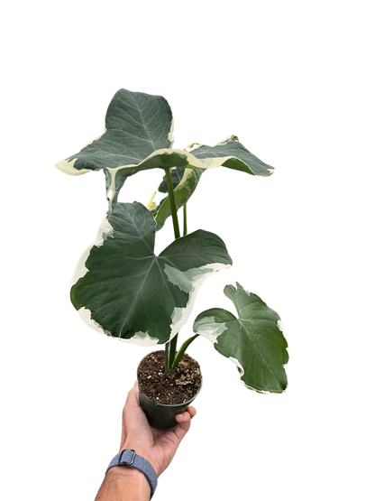 Alocasia 'Mickey Mouse' (Xanthosoma sagittifolium 'Variegatum Monstrosum')