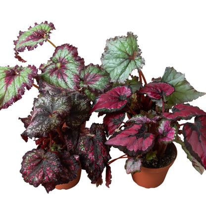 Begonia 'Rex' - 4 Pack Variety