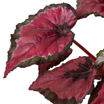 Begonia 'Rex' - 4 Pack Variety