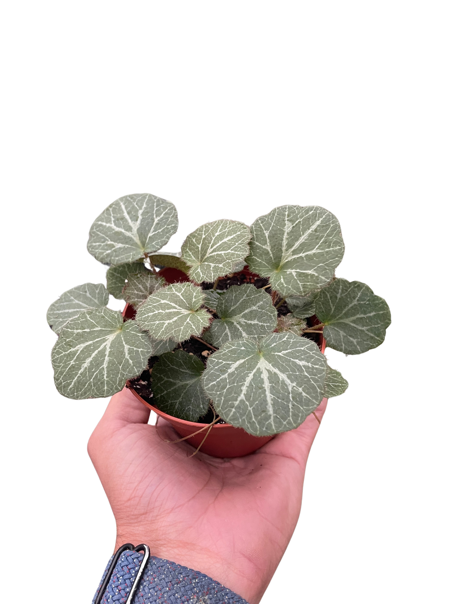 Begonia 'Strawberry'