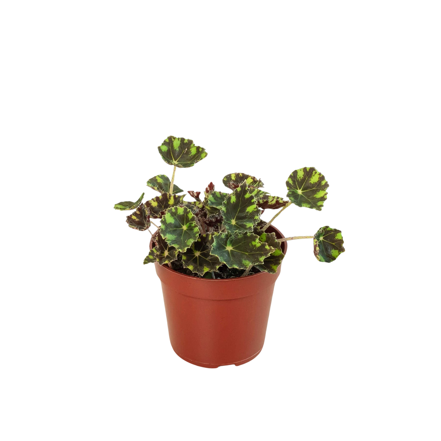 Begonia Tiger Paws - 4" Pot