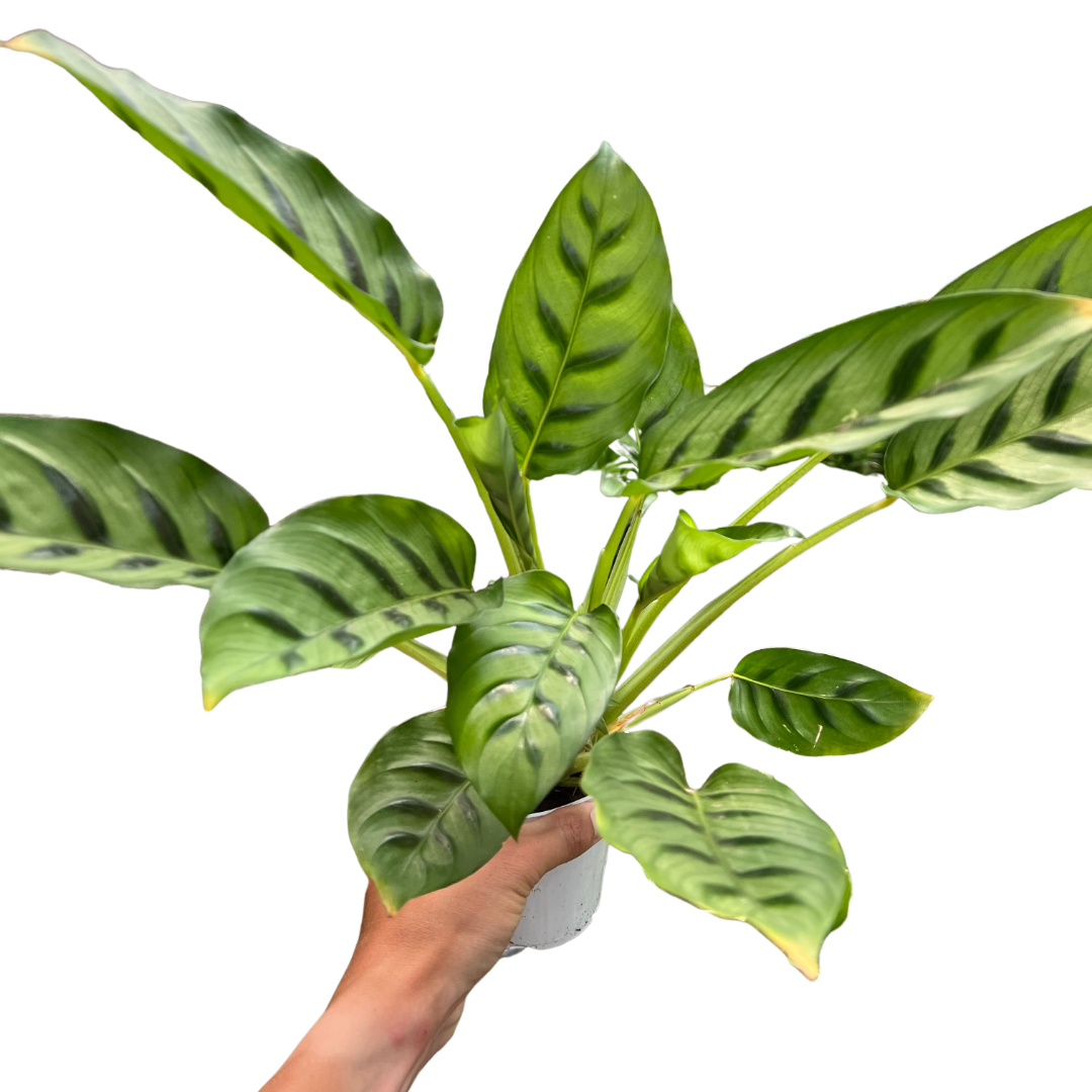 Calathea Leopardina