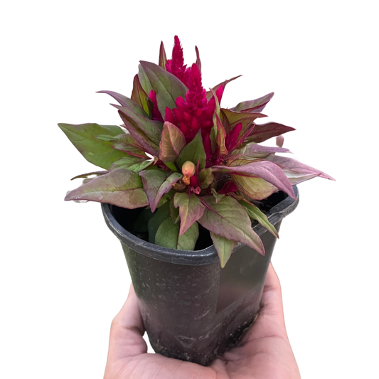 Celosia