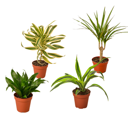 4 Different Dracaenas Variety Pack - Live House Plant - FREE Care Guide - 4" Pot