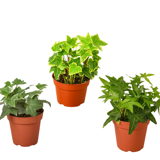 3 Different English Ivy Plants - 4" Pot - Live House Plant