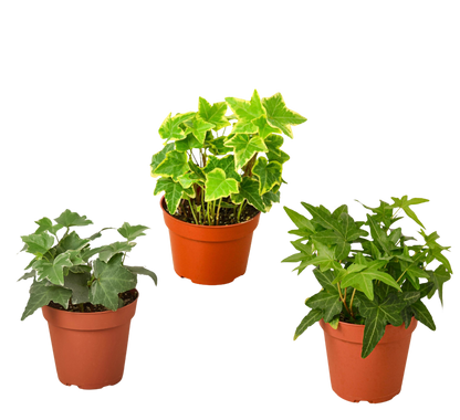 3 Different English Ivy Plants - 4" Pot - Live House Plant