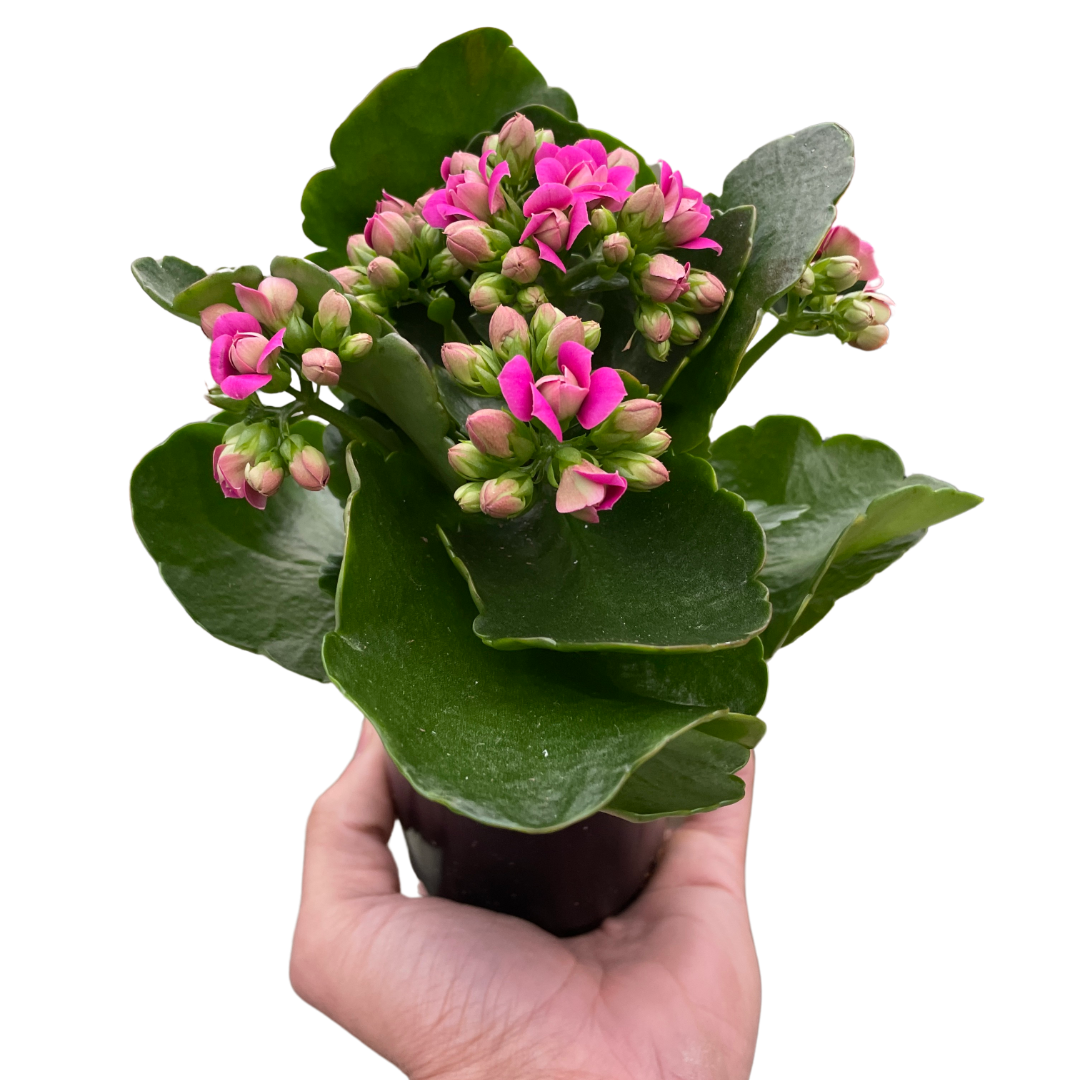 Kalanchoe