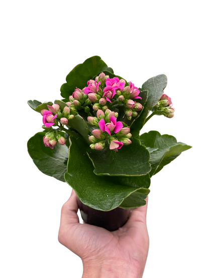 Kalanchoe