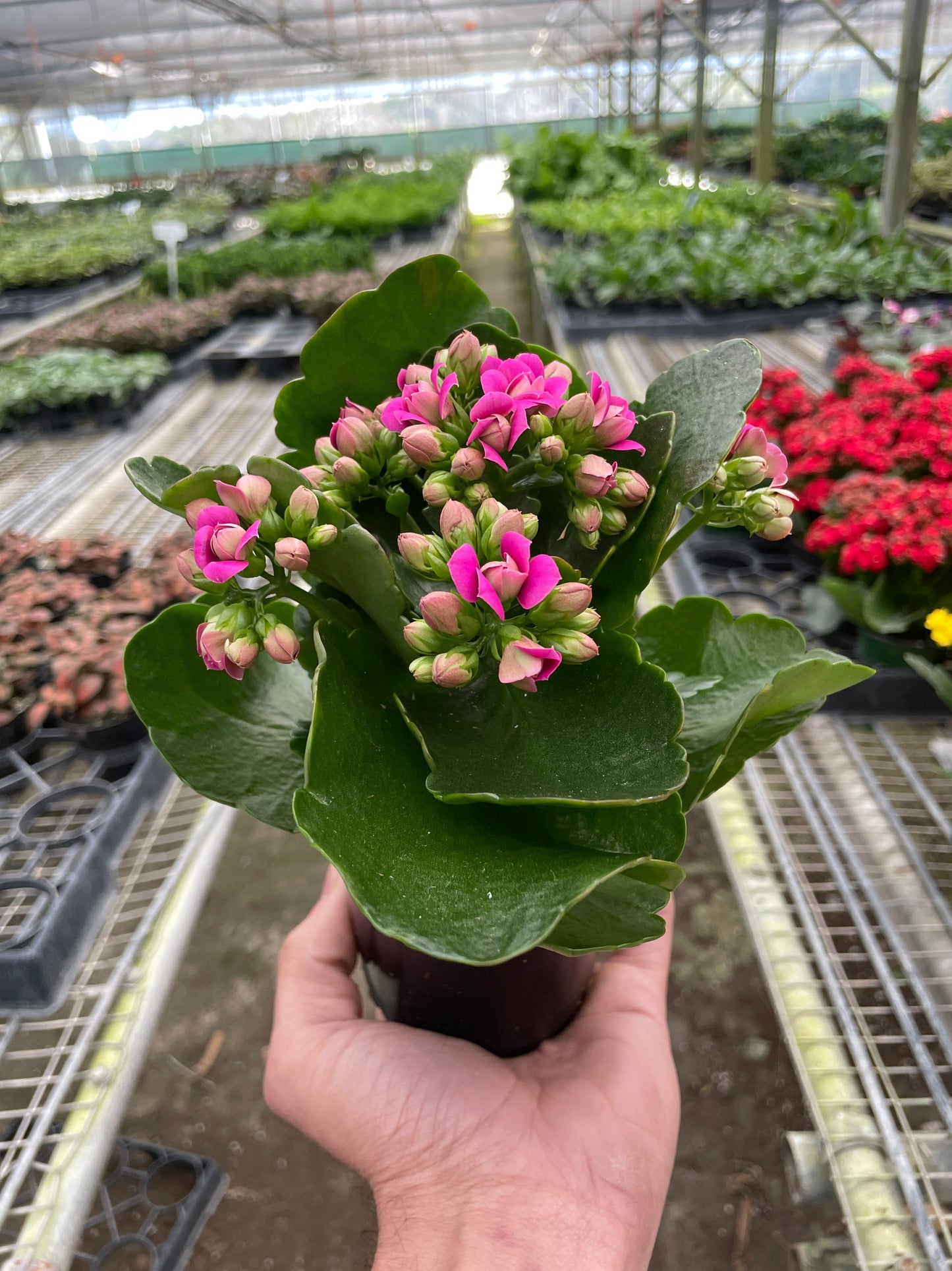 Kalanchoe