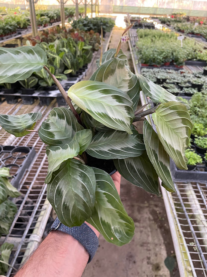 Maranta 'Silver Band'