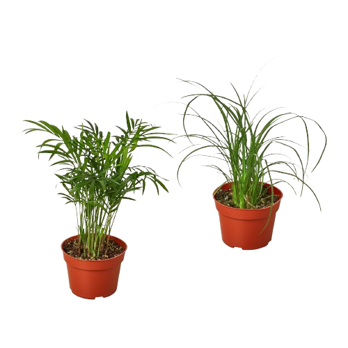 2 Palm Variety Pack / 4" Pots / Live Plant / House Plant