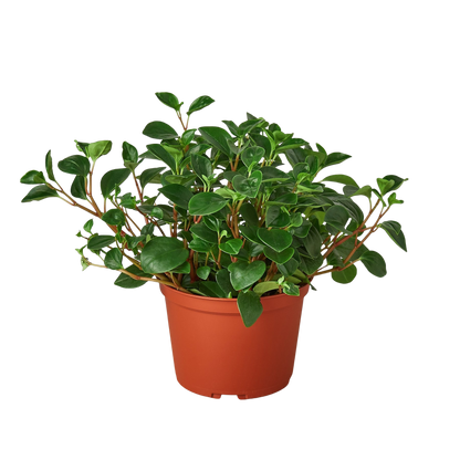 Peperomia 'Glabella'