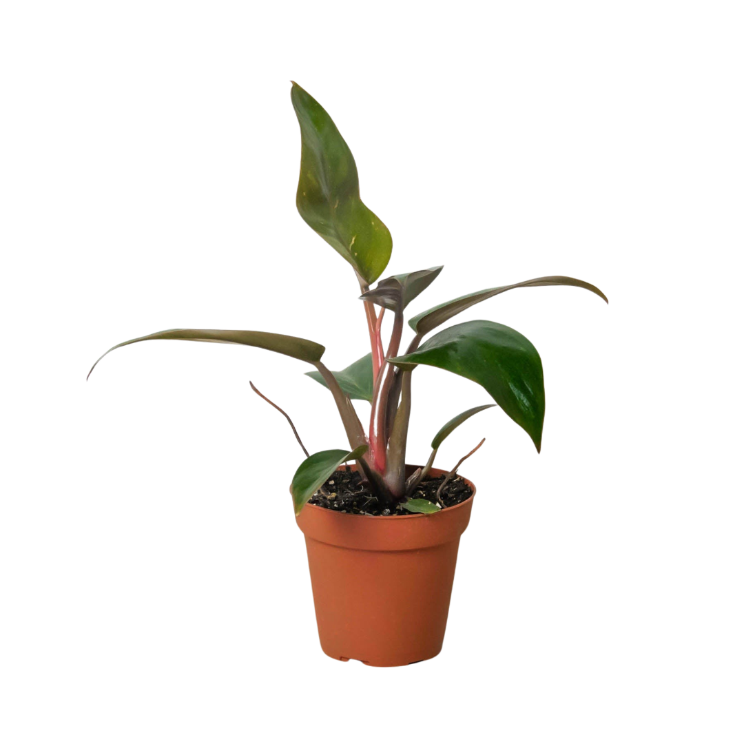 Philodendron 'Birkin Pink'