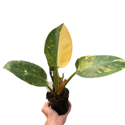 Philodendron 'Congo Green Variegated'