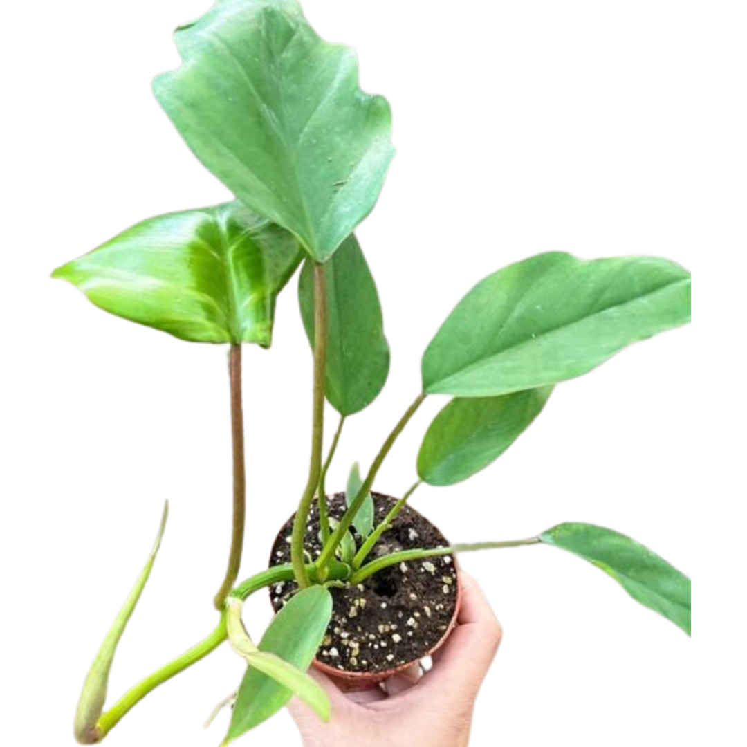 Philodendron Mayoi