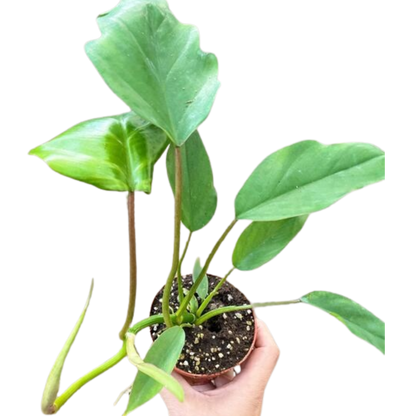 Philodendron Mayoi