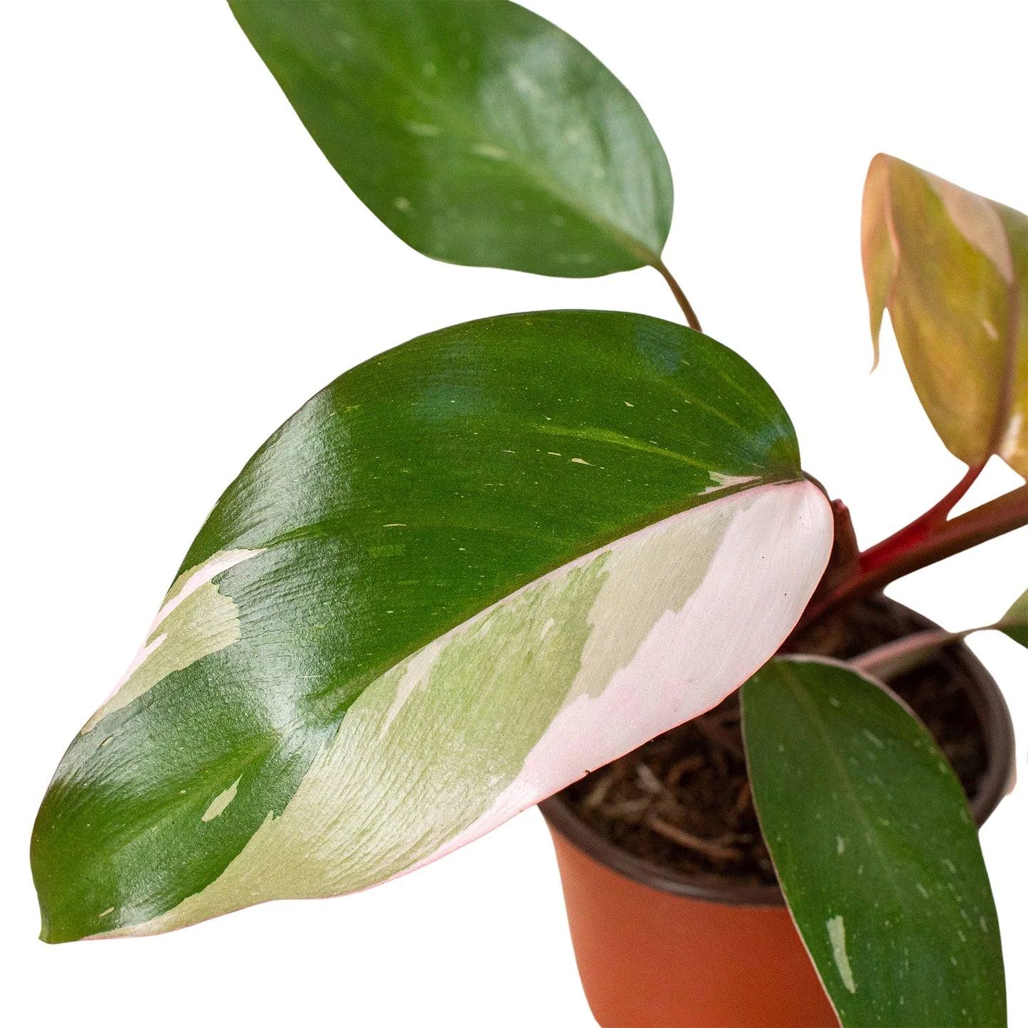 Philodendron 'Pink Princess'