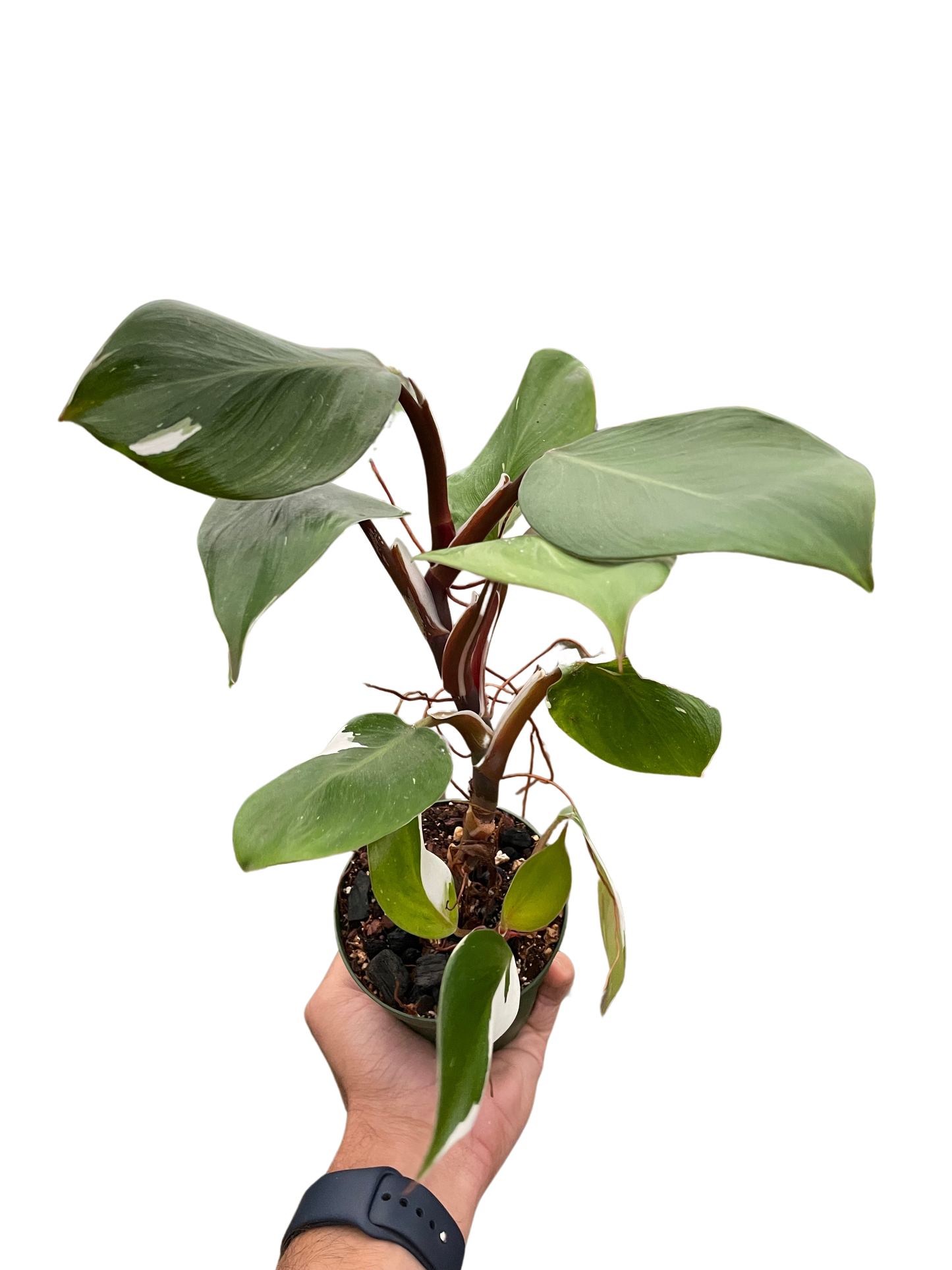 Philodendron 'White Knight'