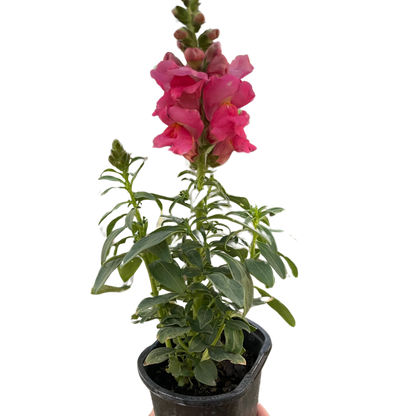 SnapDragon