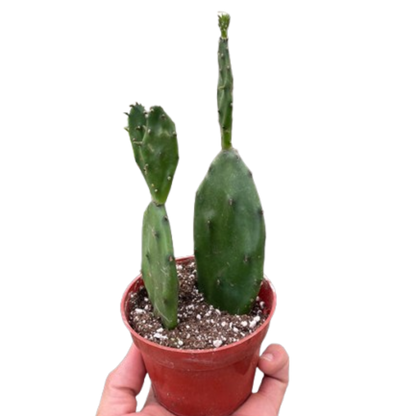 Succulent Prickly Pear Cactus