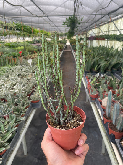 Succulent Euphorbia Aeruginosa