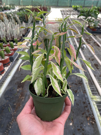 Variegated Devil's Backbone Euphorbia