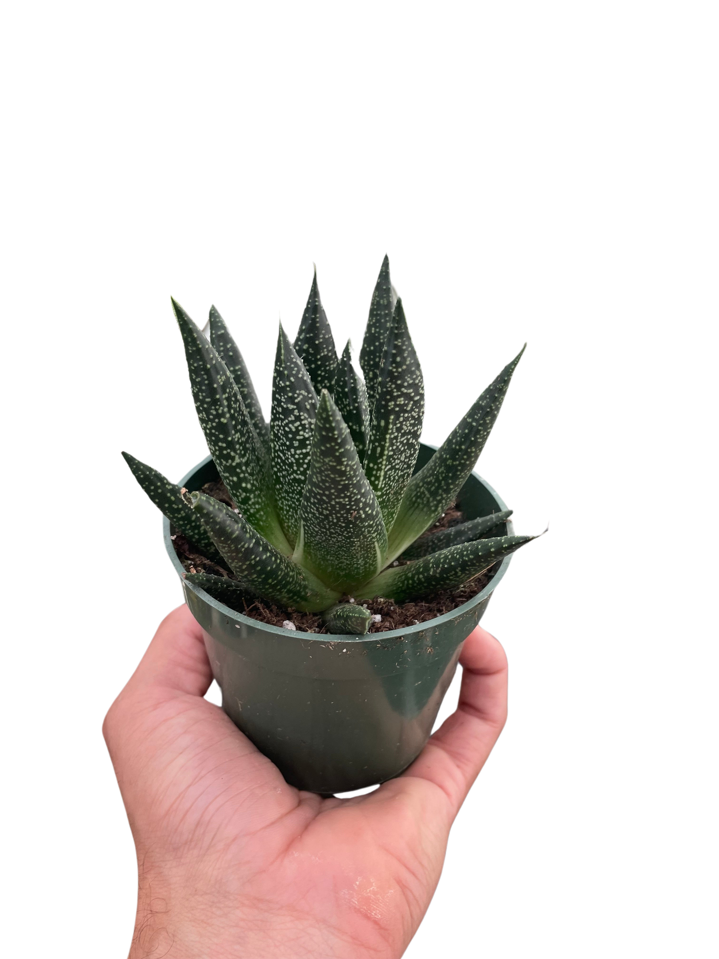 Succulent Gasteria Durban