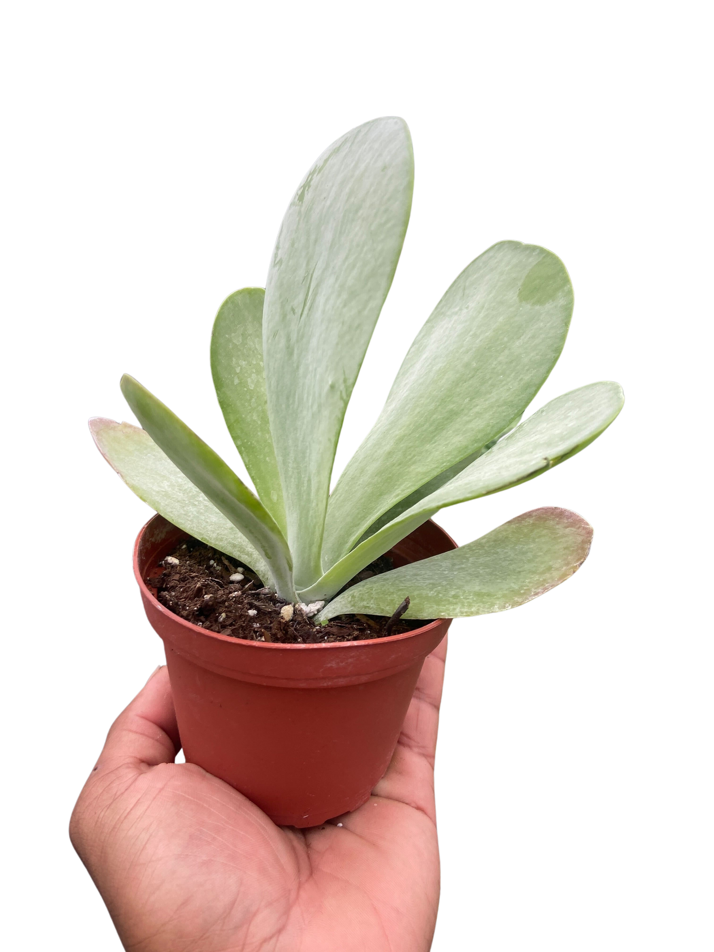 Succulent Kalanchoe 'Flap Jack'