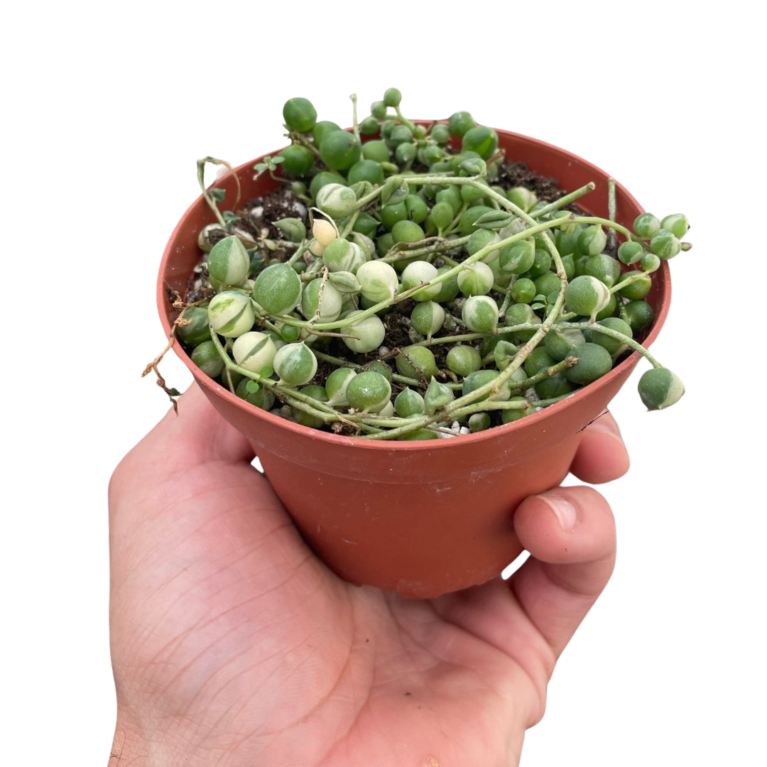 Succulent 'String of Pearls' Variegated