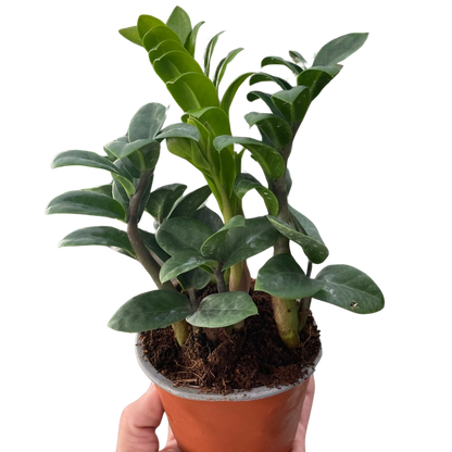 Zamioculcas zamiifolia 'Zenzi'