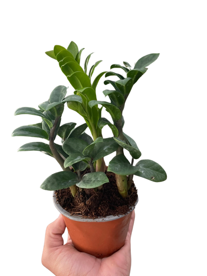 Zamioculcas zamiifolia 'Zenzi'