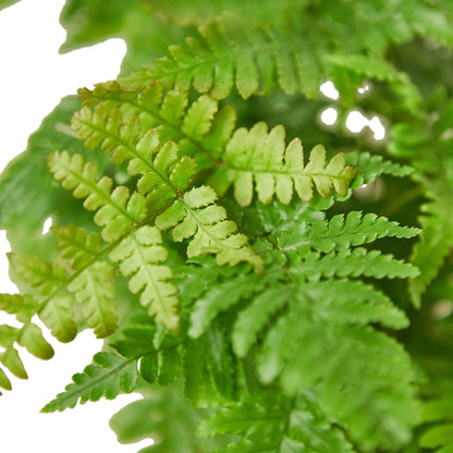 Autumn' Fern