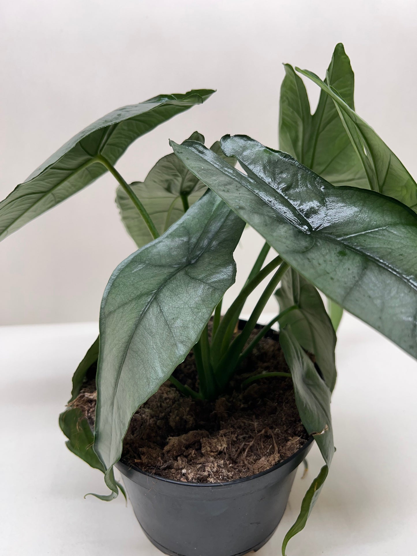 Alocasia 'Dragons Breath'